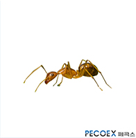 1. 애집개미(Monomorium pharaonis)