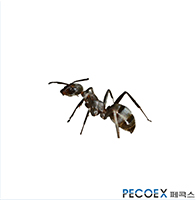 2. 곰개미(Formica japonica)