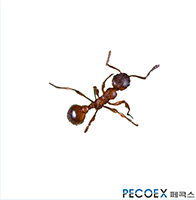 3. 침개미(Ponera japonica)
