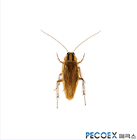 1. 독일바퀴(Blattella germanica)
