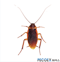 2. 미국바퀴(Periplaneta americana)