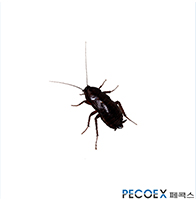 3. 일본바퀴(Periplaneta japonica)