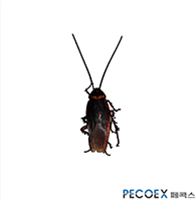 4. 먹바퀴(Periplaneta fuliginosa)