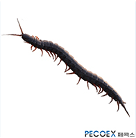 1. 지네(Centipede)