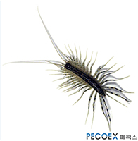2. 그리마(Scutigeridae)
