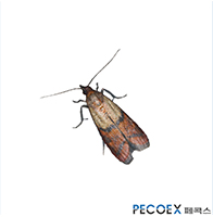3. 화랑곡나방(Plodia interpunctella)
