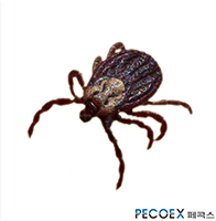 5. 진드기(Mite & Tick)