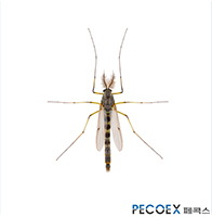 6. 깔따구(Non-biting midges)