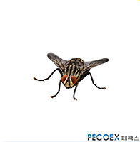 1. 집파리(Musca domestica)