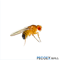 2. 초파리(Pomace fly)