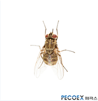 3. 침파리(Stomoxys calcitrans)