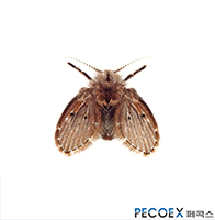 4. 나방파리(Mothfly)