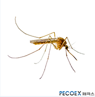 2. 지하집모기(Culex pipiens molestus)