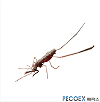 4. 중국얼룩날개모기(Anopheles sine