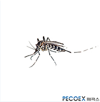 5. 흰줄숲모기(Ochlerotatus togoi)