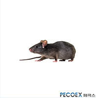1. 곰쥐(Rattus rattus)