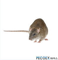 2. 시궁쥐(Rattus norvegicus)