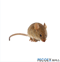 3. 생쥐(Mus musculus)
