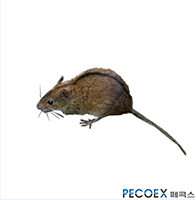 4. 등줄쥐(Apodemus agrarius)